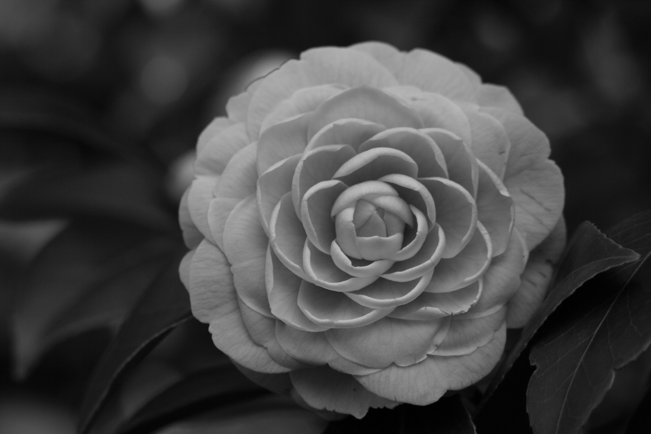 2015 01 07 HTP 000016335ebw